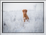 Pies, Retriever z Nowej Szkocji, Śnieg